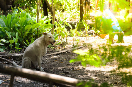White dog sitting in the middle of the forest.の写真素材
