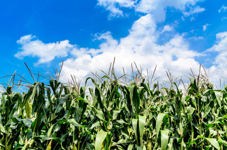 The corn field is bright green.の写真素材