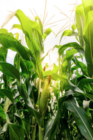 The corn field is bright green.