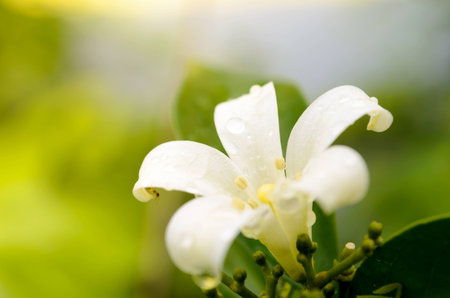 Green natural background and green leaf in gardenの写真素材