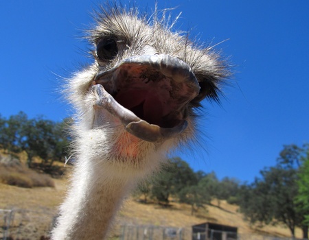 Ostrichの写真素材