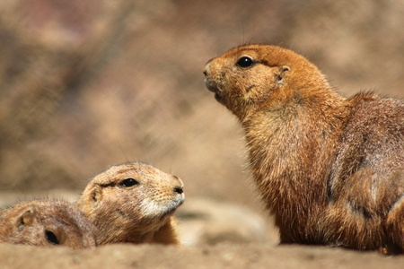 Groundhogの写真素材
