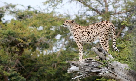 cheetahの写真素材
