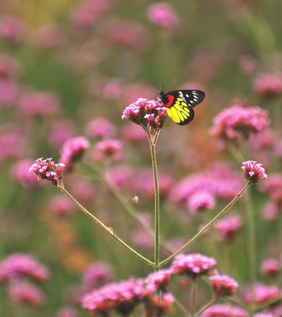 Butterfly in garden