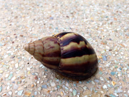 Snail 
