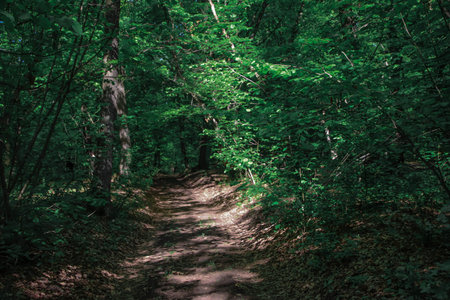 A light road in a forest. An entrance in the green forest with shadows and sunshine. An empty road...