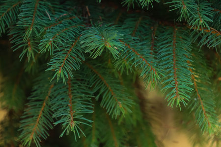 A close up of a pine tree leaves as a background.