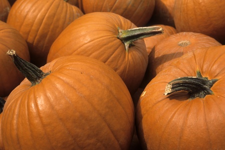 Pumpkins displayed as if for sale at a market or a farmstand.の写真素材