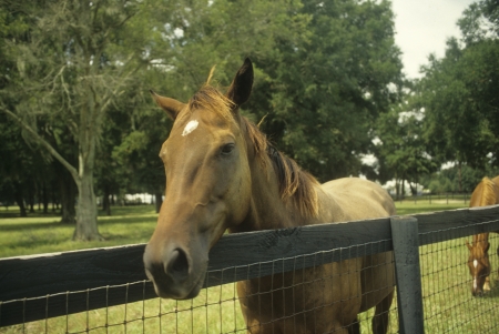 Brown horse comes to fence to say ""Hello" in Florida.の写真素材