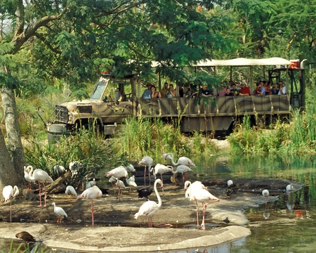 Tourists in safari vehicle watch wild birds at Disney Animal Kingdom, Orlando, Florida.のeditorial素材