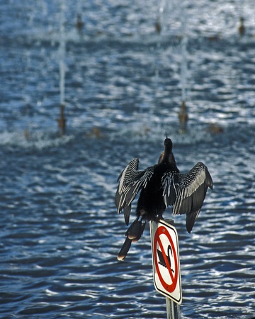 Anhinga bird drys its wings while sitting on No Swan Sign at Lake Eola, Orlando, Florida.のeditorial素材
