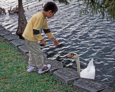 Hispanic boy feeds wild swan bird at Lake Eola, Orlando, Florida.のeditorial素材
