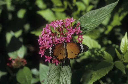 Plain Tiger butterfly sips flower nectar.