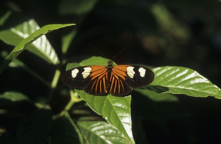 Red Postman butterfly rests on plant leaf.の写真素材