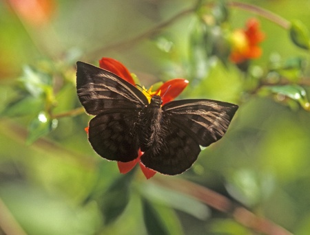 butterfly or moth dark brown in Coatepec mxの写真素材