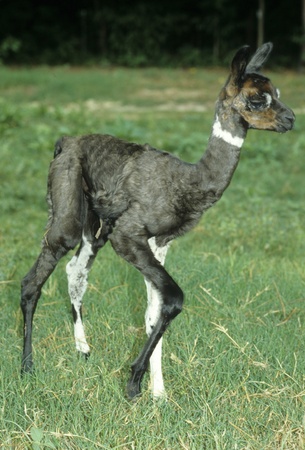 Llama 3 day-old llama cria.の写真素材