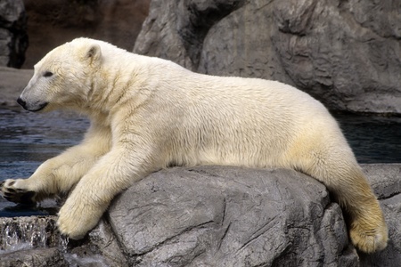 Polar bear stretches out on rocks at Albuquerque Zoo, New Mexico, USAの写真素材