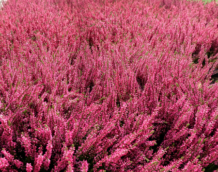 Beautiful Flower Garden store on springの写真素材