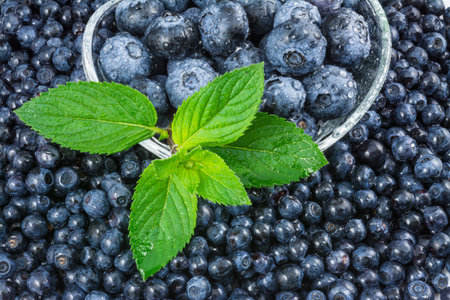 Small and big dewy blueberries. Detail of bilberries and green mint leaves in a glass bowl with drops of water.の写真素材
