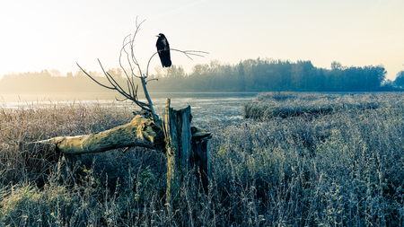 Sunrise over a misty pond with broken tree trunk and raven. Morning grass on the shore of lake and sunshine over the water.の写真素材