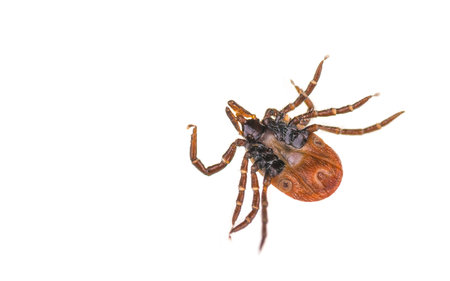 Tick from the bottom on a white background. Ixodes ricinus. Close-up of dangerous parasite lying on...