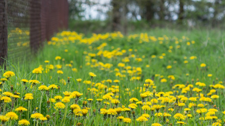 Common dandelion in spring landscape. Taraxacum officinale. Yellow flowers of healthy healing dandelions in green grass behind a garden fence.の写真素材