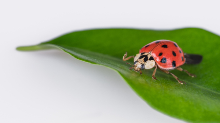 Cute ladybug on a green leaf. Harmonia axyridis. Beautiful close-up of the black spotted ladybeetle on natural leaflet with a white background. Shallow depth of field.の写真素材