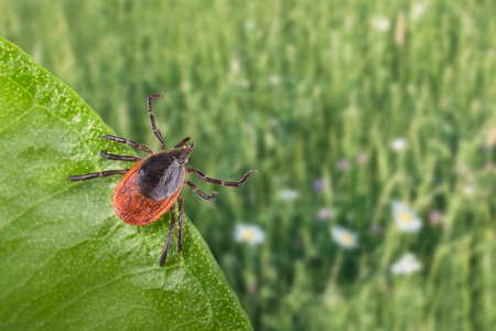 Infected parasite lurks on green leaf. Ixodes ricinus. Close-up of castor bean tick when jumping on host with spring grass in background. Carrier of encephalitis and borreliosis. Selective focus.の写真素材