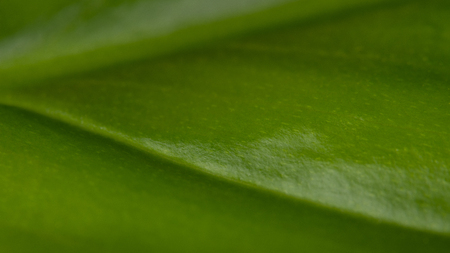 Plant detail. Artistic natural background. Beautiful close-up of fresh green veined leaf with assymetry diagonal line. Abstract organic texture. Small depth of field.の写真素材