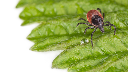 Wet castor bean tick on a decorative green leaf with rain drop. Ixodes ricinus. Dangerous parasite on the dewy leaflet on white background. Transmitter of infections as encephalitis and Lyme disease.の写真素材