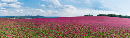 Spring panorama of flowering crimson clovers. Trifolium incarnatum. Beautiful panoramic field of red trefoil. Idyllic view, hills and forest on the horizon. Blue sky and white clouds. Full depth of field.の写真素材