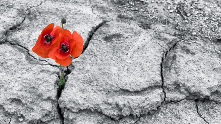 Red poppy blooms in a dried field. Papaver rhoeas. Two flowering corn poppies in cracked arid soil. Hope and hardiness idea. Black and white background. Extreme weather and climate changes.の写真素材