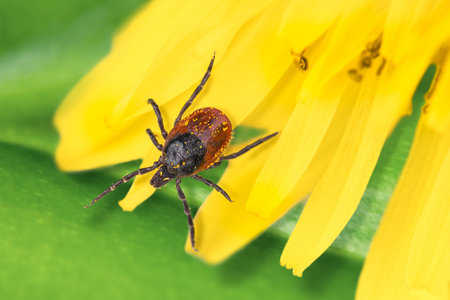 Deer tick on a detail of dandelion flower. Ixodes ricinus.