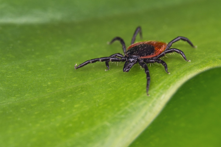 Dangerous deer tick on a green background. Ixodes ricinus. Close-up of parasitic mite lurking on natural leaf. Carrier of infection as encephalitis, Lyme borreliosis, babesiosis, ehrlichiosis.の写真素材