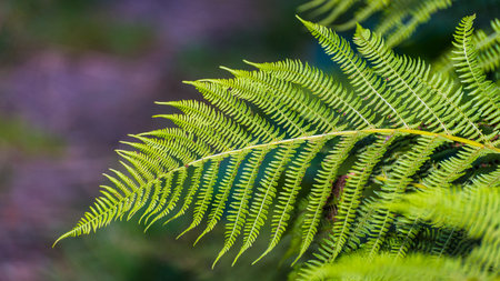 Detail of an elegant frond of male fern in summer nature. Dryopteris filix-mas. Beautiful green...