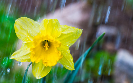 Daffodil flower in spring garden. Narcissus pseudonarcissus. Close-up of yellow flowering Lent lily bloom with corona. Watering an ornamental bed on natural brown-green blurry background. Rain drops.の写真素材