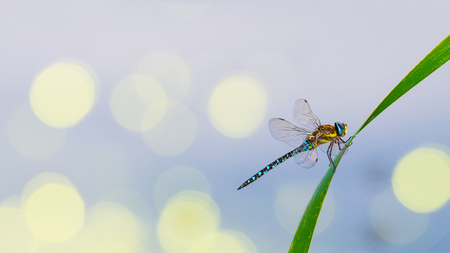 Male migrant hawker dragonfly on a grass blade. Aeshna mixta. Cute colorful aquatic insect with beautiful transparent wings on a reed over water surface. Bright blurry background, bokeh, copy space.の写真素材