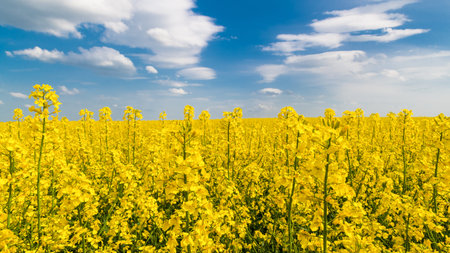 Flowering oilseed rape, blue sky, white clouds. Brassica napus. Romantic floral background. Golden...