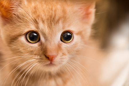 Ginger kitten portrait. Domestic cat 8 weeks old. Felis silvestris catus. Little tabby kitty face staring at camera. Close-up of a scared curious pet with sad eyes and pink nose. Small depth of field.の写真素材