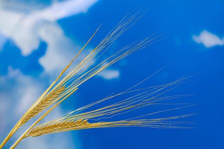 Two-row barley ears closeup on blue sky background. Hordeum vulgare. Natural golden cereal spikes with ripe grains and long awns. Ingredient in beer and whisky production. Summer harvest. Agriculture.の写真素材