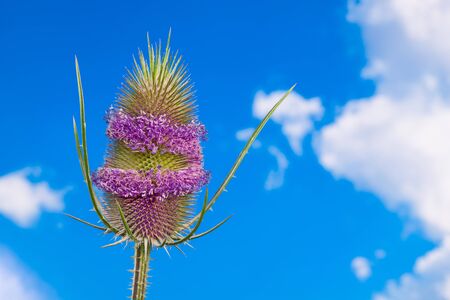 Flowering teasel detail. Purple belts on ovoid flowerhead. Green thorns. Dipsacus. Wild medicinal herb on sunny blue sky background. Cure for Lyme disease and immunity system in alternative medicine.の写真素材