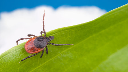 Dangerous castor bean tick crawling on a green leaf. Ixodes ricinus. Close-up of parasitic mite on...
