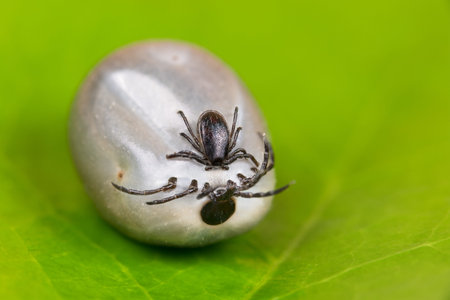 Deer ticks couple mating close-up on green leaf background. Ixodes ricinus or scapularis....
