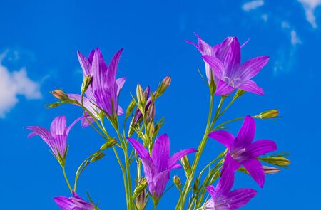 Flowering spreading bellflower detail. Campanula patula. Wild meadow herb on blue sky background. Close-up of beautiful sunlit purple flowers and buds in bell shape. Pink wildflower in spring weather.の写真素材