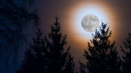 Round shining full moon. Orange moonlight on dark night sky. Moonrise over a forest with spruce tree tops silhouettes at evening dusk. Scenic skyline in twilight. Illuminated natural view in darkness.の写真素材
