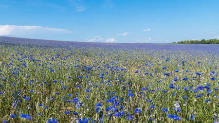 Flowering blue cornflowers in grain field panorama. Centaurea cyanus. Many bluebottles in summer landscape. Rural cornfield full of invasive weed. Useful as medicinal herb or nectar source plant. Eco.の写真素材