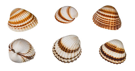 Set of brown striped common cockles isolated on a white background. Cerastoderma edule. Empty...