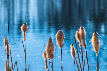 Beautiful common bulrush detail on blue pond background. Typha latifolia. Dry fluffy broadleaf cattail on rippled water surface with azure sky reflection. Reed in artistic scene. Small depth of field.の写真素材