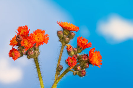 Orange hawkweed blooms and buds on blue sky background. Pilosella aurantiaca or Hieracium...