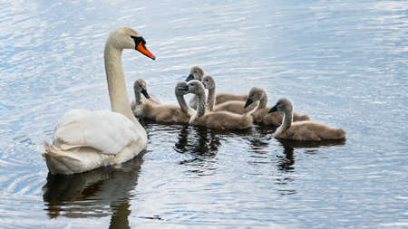 White mute swan family on pond. Cute small cygnet childrens with loving mother. Cygnus olor. Closeup of wild aquatic birds on blue rippled water surface. Elegant waterbird with group of little babies.の写真素材